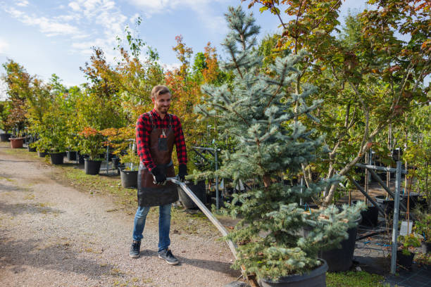 Reliable Wells, NV Tree Removal Solutions